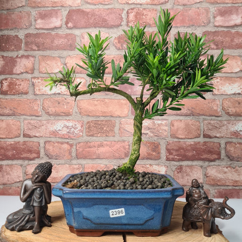 Buddhist Pine (Podocarpus Micro) Bonsai Tree | Shaped | In 20cm Pot