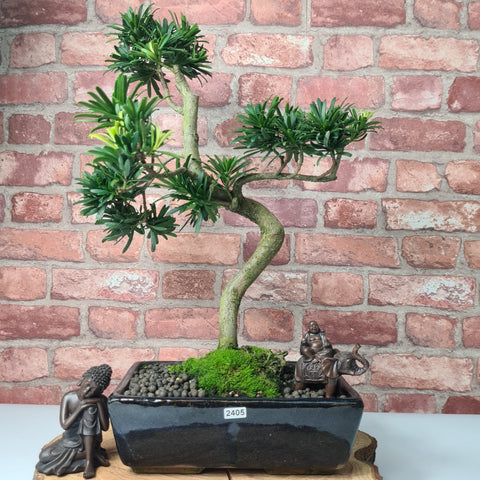 Buddhist Pine (Podocarpus Micro) Bonsai Tree | Shaped | In 30cm Pot