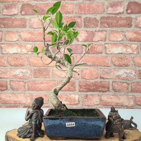 Ficus Microcarpa (Banyan Fig) Indoor Bonsai Tree | Shaped | In 15cm Pot