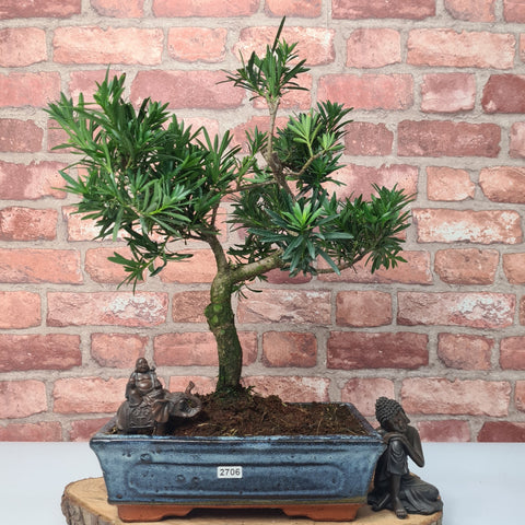 Buddhist Pine (Podocarpus Micro) Bonsai Tree | Shaped | In 30cm Pot