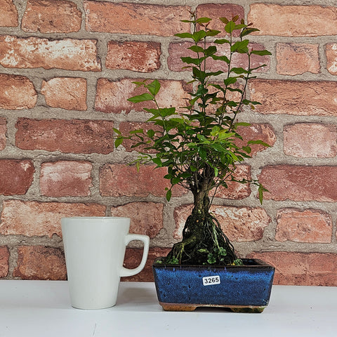 Bird Plum (Sageretia) Bonsai Tree | Broom | In 15cm Pot