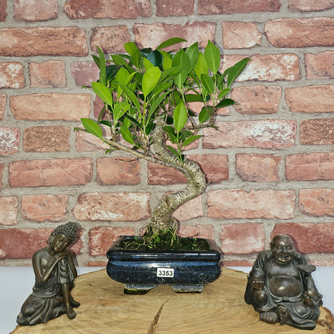 Ficus Microcarpa (Banyan Fig) Indoor Bonsai Tree | Shaped | In 15cm Pot