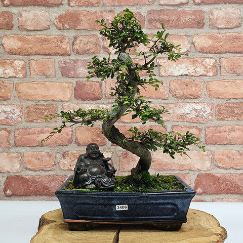 Chinese Elm (Ulmus Parvifolia) Bonsai Tree | Shaped | In 25cm Pot