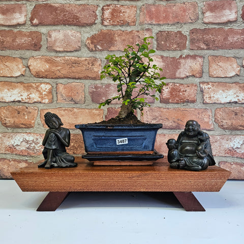 Chinese Elm (Ulmus Parvifolia) Bonsai Tree | Broom | In 15cm Pot