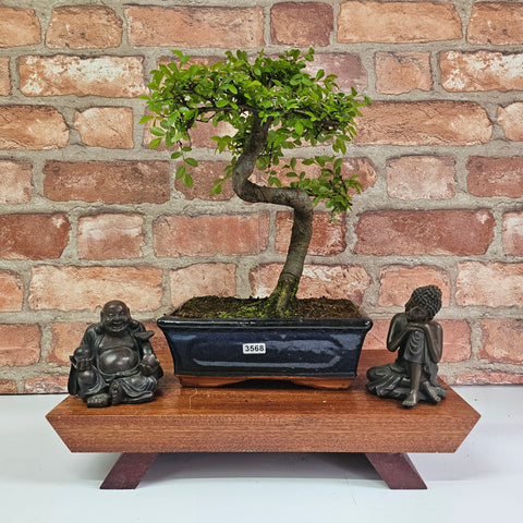 Chinese Elm (Ulmus Parvifolia) Bonsai Tree | Shaped | In 20cm Pot
