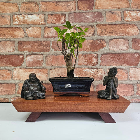 Ficus Microcarpa (Banyan Fig) Indoor Bonsai Tree | Broom | In 15cm Pot