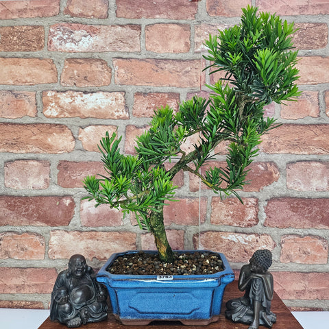 Buddhist Pine (Podocarpus Micro) Bonsai Tree | Shaped | In 20cm Pot