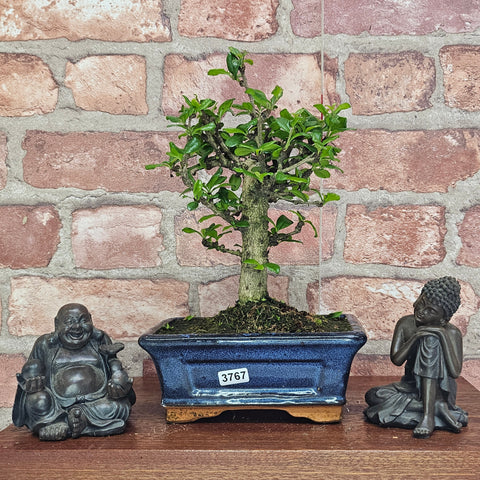 Fukien Tea Tree (Carmona Retusa) Bonsai Tree | Broom | In 15cm Pot