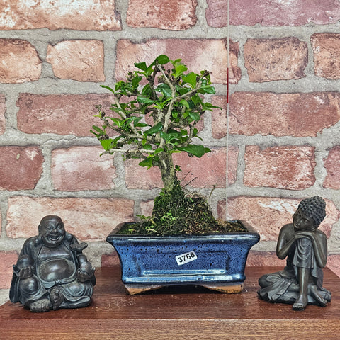 Fukien Tea Tree (Carmona Retusa) Bonsai Tree | Broom | In 15cm Pot