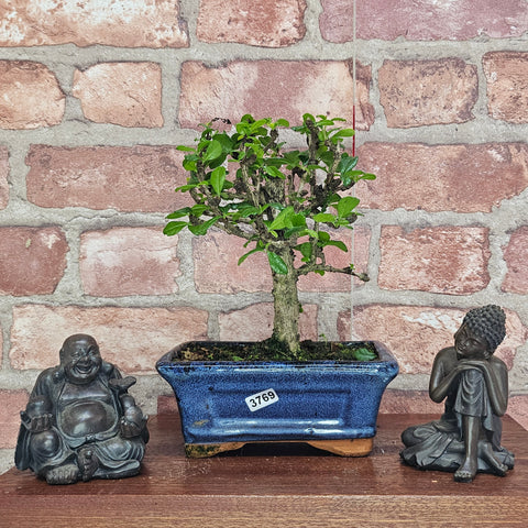 Fukien Tea Tree (Carmona Retusa) Bonsai Tree | Broom | In 15cm Pot
