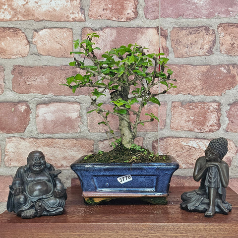 Fukien Tea Tree (Carmona Retusa) Bonsai Tree | Broom | In 15cm Pot