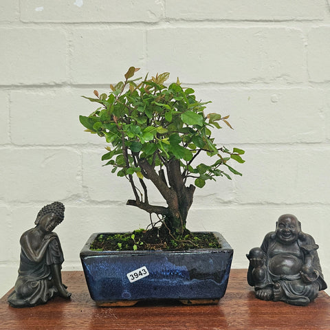 Bird Plum (Sageretia) Bonsai Tree | Broom | In 15cm Pot