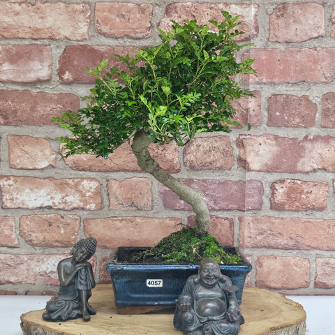 Poivre de Chine (Zanthoxylum pipertum) Bonsaï | Forme soignée | En pot de 20 cm