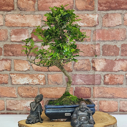 Poivre de Chine (Zanthoxylum pipertum) Bonsaï | Forme soignée | En pot de 20 cm