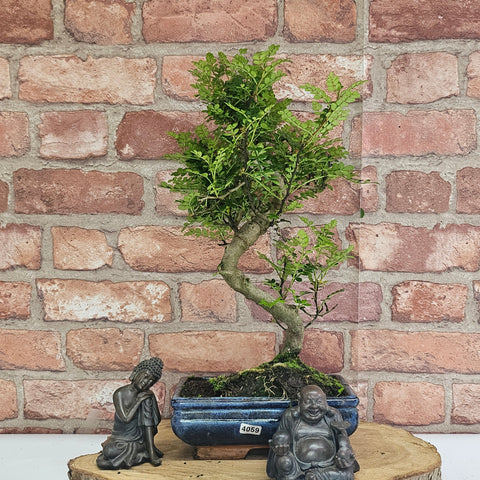 Poivre de Chine (Zanthoxylum pipertum) Bonsaï | Forme soignée | En pot de 20 cm