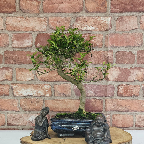 Poivre de Chine (Zanthoxylum pipertum) Bonsaï | Forme soignée | En pot de 20 cm