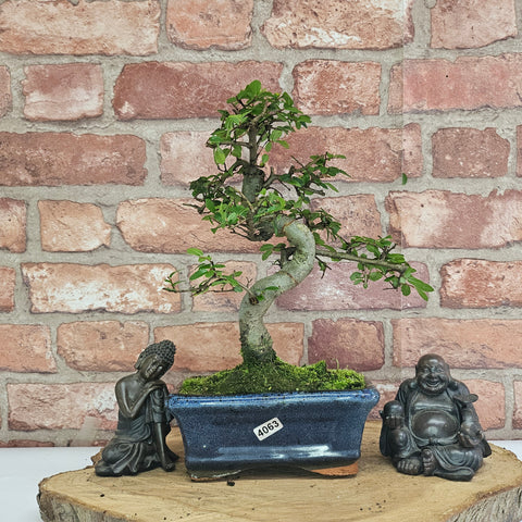 Chinese Elm (Ulmus Parvifolia) Bonsai Tree | Shaped | In 15cm Pot