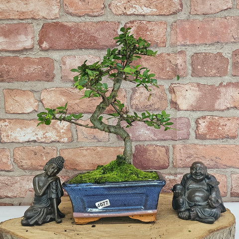 Chinese Elm (Ulmus Parvifolia) Bonsai Tree | Shaped | In 15cm Pot