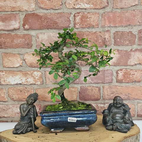 Chinese Elm (Ulmus Parvifolia) Bonsai Tree | Shaped | In 15cm Pot