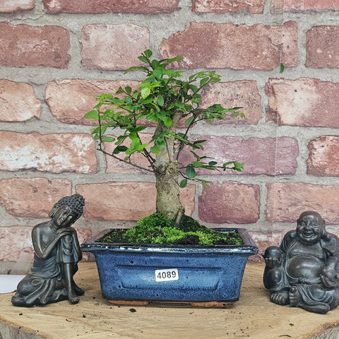 Chinese Elm (Ulmus Parvifolia) Bonsai Tree | Broom | In 15cm Pot