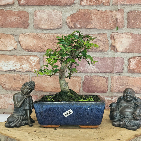 Chinese Elm (Ulmus Parvifolia) Bonsai Tree | Broom | In 15cm Pot