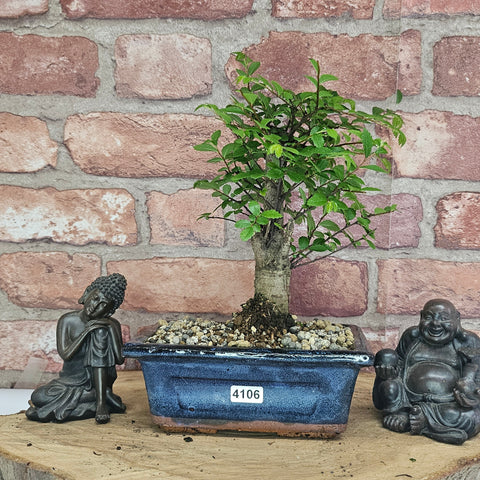 Chinese Elm (Ulmus Parvifolia) Bonsai Tree | Broom | In 15cm Pot