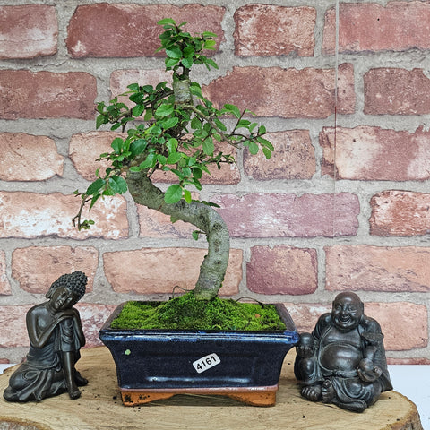 Chinese Elm (Ulmus Parvifolia) Bonsai Tree | Shaped | In 15cm Pot