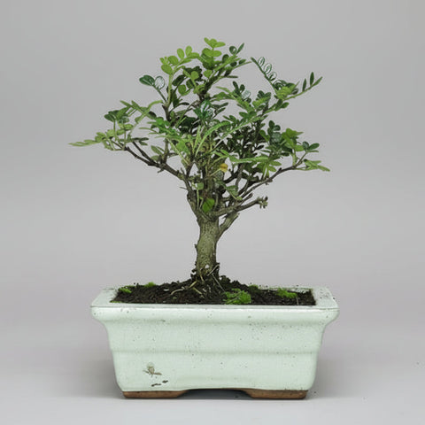 Chinese Pepper (Zanthoxylum Pipertum) Bonsai Tree | Broom | In 20cm Pot
