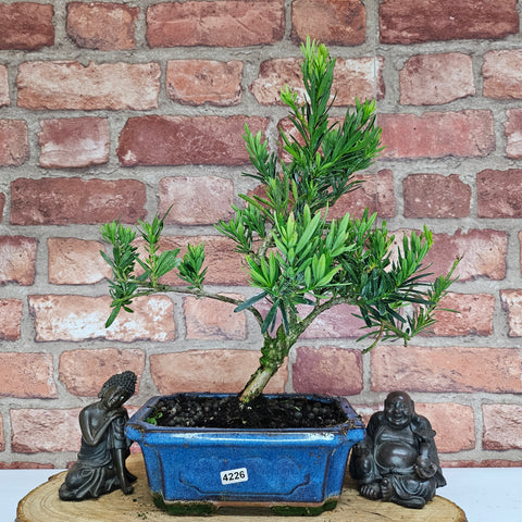 Buddhist Pine (Podocarpus Micro) Bonsai Tree | Shaped | In 20cm Pot