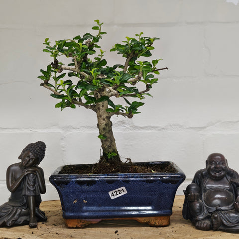 Fukien Tea Tree (Carmona Retusa) Bonsai Tree | Broom | In 15cm Pot