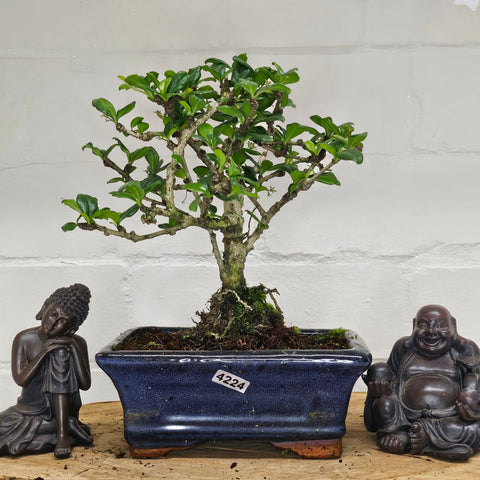 Fukien Tea Tree (Carmona Retusa) Bonsai Tree | Broom | In 15cm Pot