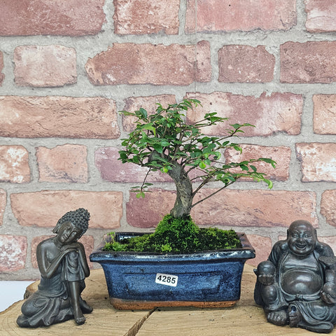 Chinese Elm (Ulmus Parvifolia) Bonsai Tree | Broom | In 15cm Pot