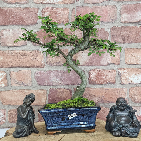 Chinese Elm (Ulmus Parvifolia) Bonsai Tree | Shaped | In 15cm Pot