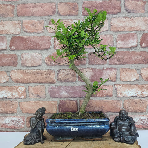 Poivre de Chine (Zanthoxylum pipertum) Bonsaï | Forme soignée | En pot de 20 cm