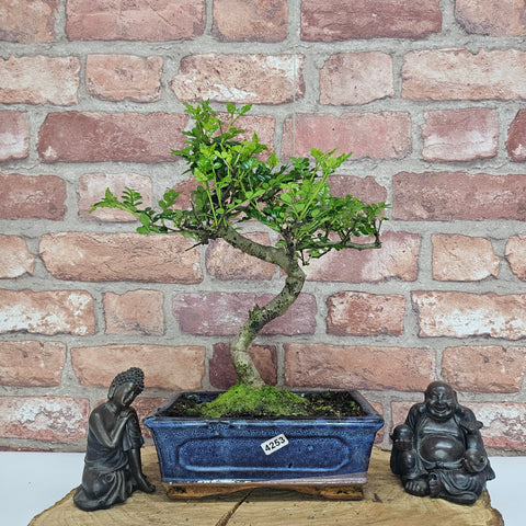 Poivre de Chine (Zanthoxylum pipertum) Bonsaï | Forme soignée | En pot de 20 cm