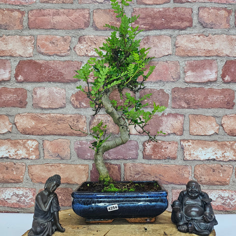 Poivre de Chine (Zanthoxylum pipertum) Bonsaï | Forme soignée | En pot de 20 cm