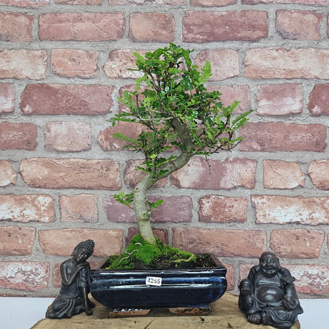 Poivre de Chine (Zanthoxylum pipertum) Bonsaï | Forme soignée | En pot de 20 cm