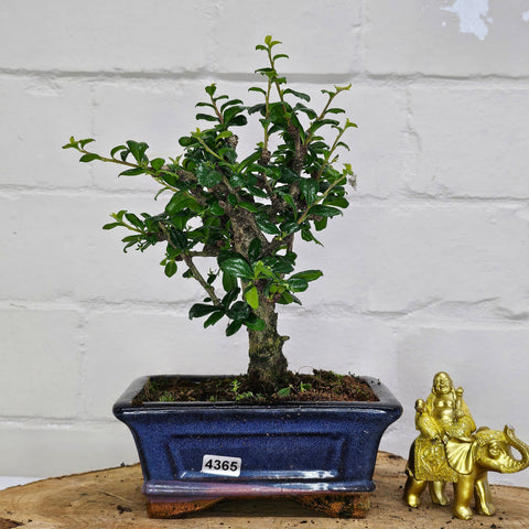 Fukien Tea Tree (Carmona Retusa) Bonsai Tree | Broom | In 15cm Pot