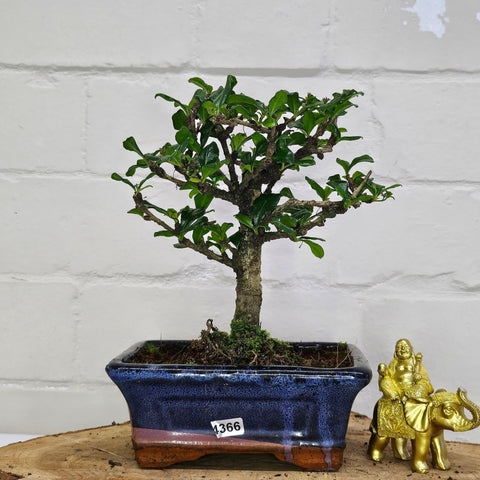 Fukien Tea Tree (Carmona Retusa) Bonsai Tree | Broom | In 15cm Pot