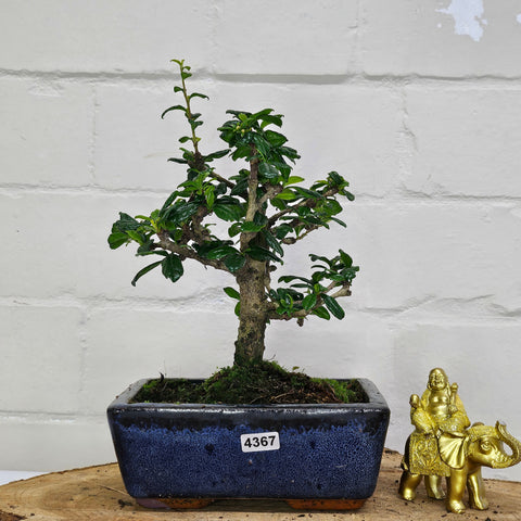 Fukien Tea Tree (Carmona Retusa) Bonsai Tree | Broom | In 15cm Pot