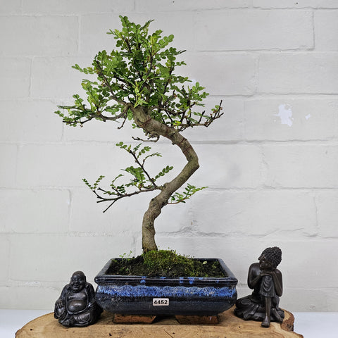 Poivre de Chine (Zanthoxylum pipertum) Bonsaï | Forme soignée | En pot de 20 cm