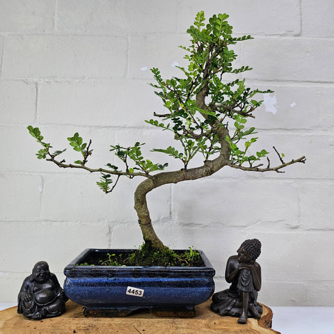 Poivre de Chine (Zanthoxylum pipertum) Bonsaï | Forme soignée | En pot de 20 cm