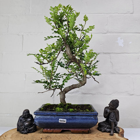 Poivre de Chine (Zanthoxylum pipertum) Bonsaï | Forme soignée | En pot de 20 cm