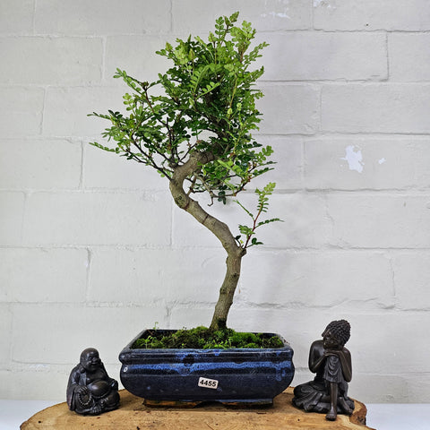 Poivre de Chine (Zanthoxylum pipertum) Bonsaï | Forme soignée | En pot de 20 cm