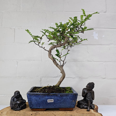 Poivre de Chine (Zanthoxylum pipertum) Bonsaï | Forme soignée | En pot de 20 cm