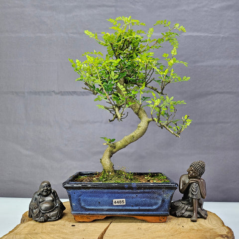Poivre de Chine (Zanthoxylum pipertum) Bonsaï | Forme soignée | En pot de 20 cm