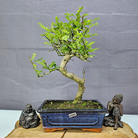 Poivre de Chine (Zanthoxylum pipertum) Bonsaï | Forme soignée | En pot de 20 cm
