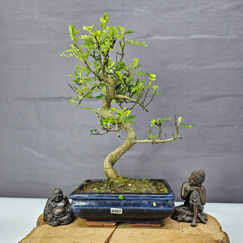 Poivre de Chine (Zanthoxylum pipertum) Bonsaï | Forme soignée | En pot de 20 cm