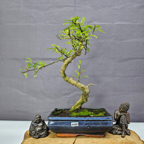 Poivre de Chine (Zanthoxylum pipertum) Bonsaï | Forme soignée | En pot de 20 cm