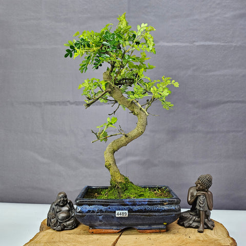 Poivre de Chine (Zanthoxylum pipertum) Bonsaï | Forme soignée | En pot de 20 cm